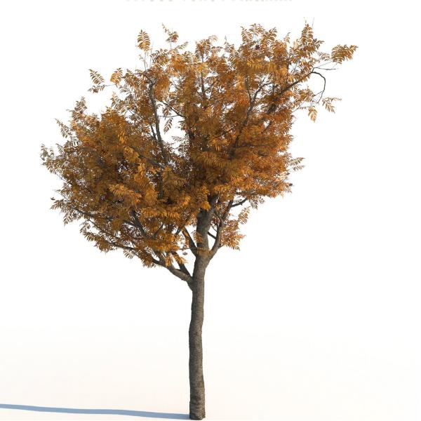 درخت روان - دانلود مدل سه بعدی درخت روان - آبجکت سه بعدی درخت روان - دانلود آبجکت سه بعدی درخت روان -دانلود مدل سه بعدی fbx - دانلود مدل سه بعدی obj -Rowan Autumn 3d model free download  - Rowan Autumn 3d Object - Rowan Autumn OBJ 3d models - Rowan Autumn FBX 3d Models - 